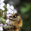 Abeille qui butine v2. 2022. Dans les magnifiques jachères qui surplombent le canal de Fay aux Loges. FLORA ASSADI